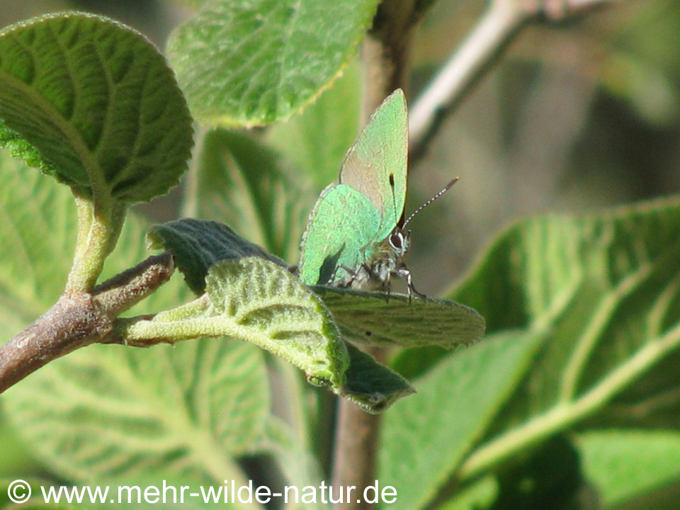 Ein Grüner Zipfelfalter - Schmetterling des Jahres 2020 - am Hang oberhalb Lobeda in Jena