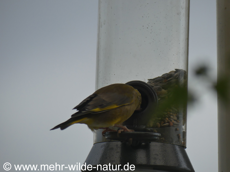 Ein Grünfink-Weibchen am Futterspender auf dem Balkon.