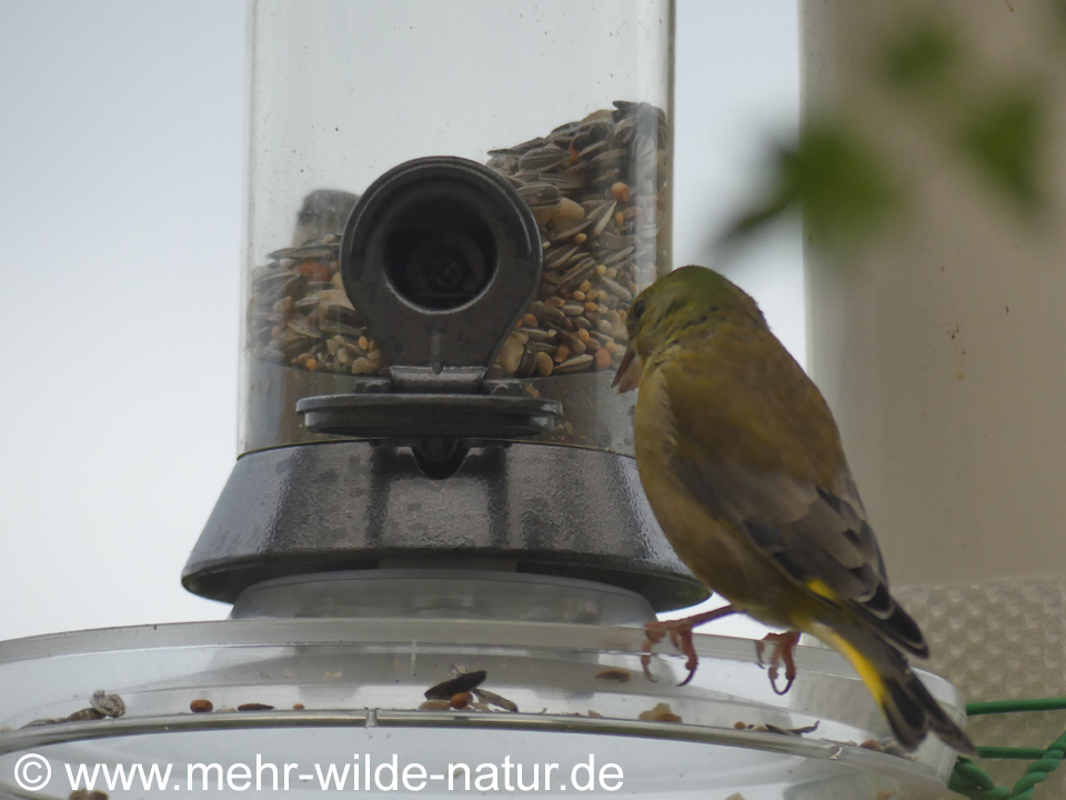 Ein Grünfink-Weibchen am Futterspender auf dem Balkon.