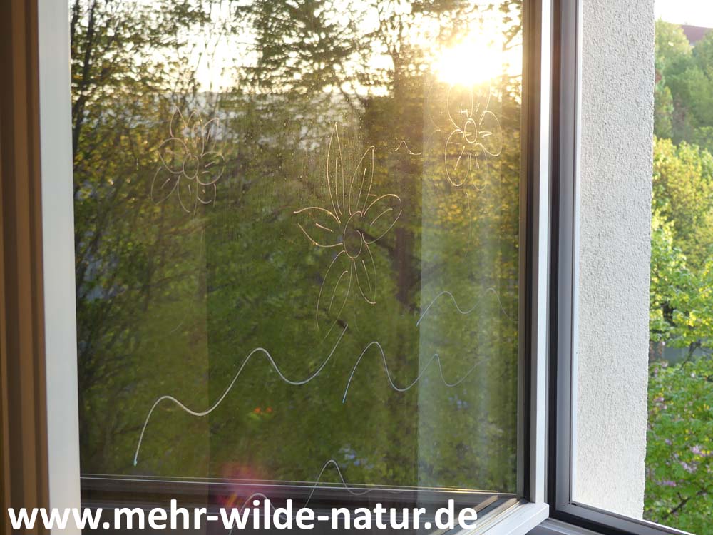 Fensterkreide-Zeichnungen zum Schutz gegen Vogelschlag