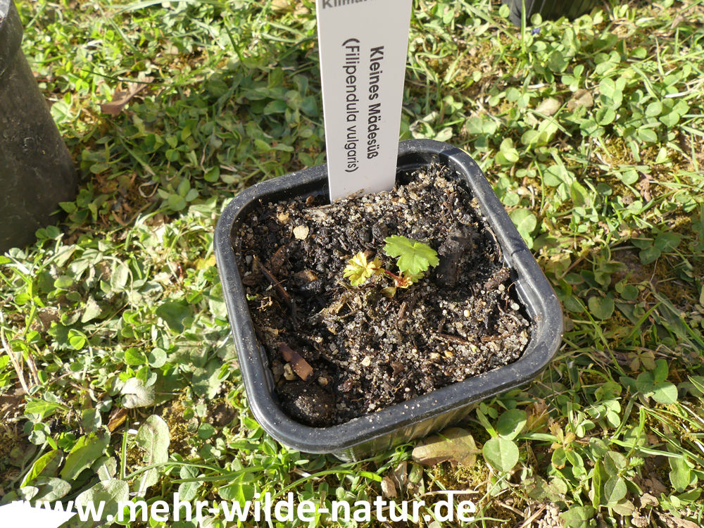 Filipendula vulgaris (Kleines Mädesüß) für das Klimabeet vom Projekt Pflanze KlimaKultur!