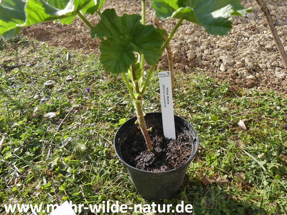 Vermeintliche Malva sylvestris (Wilde Malve) für das Klimabeet vom Projekt Pflanze KlimaKultur! Diese entpuppte sich jedoch mit der Blüte als Malva sylvestris ssp. mauritiana (Mauretanische Malve).