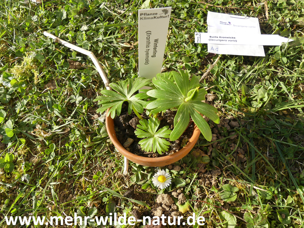 Eranthis hyemalis (Winterling) für das Klimabeet vom Projekt Pflanze KlimaKultur!