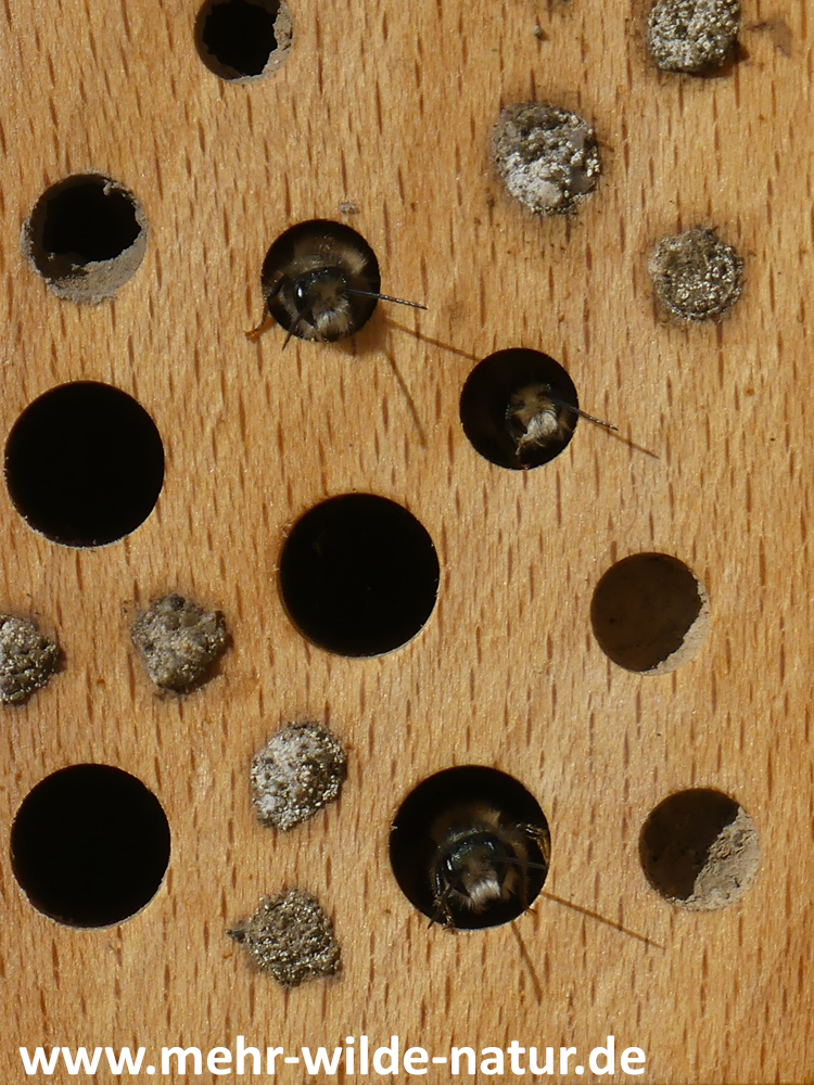 Männchen der Gehörnten Mauerbiene übernachten in Nistgängen