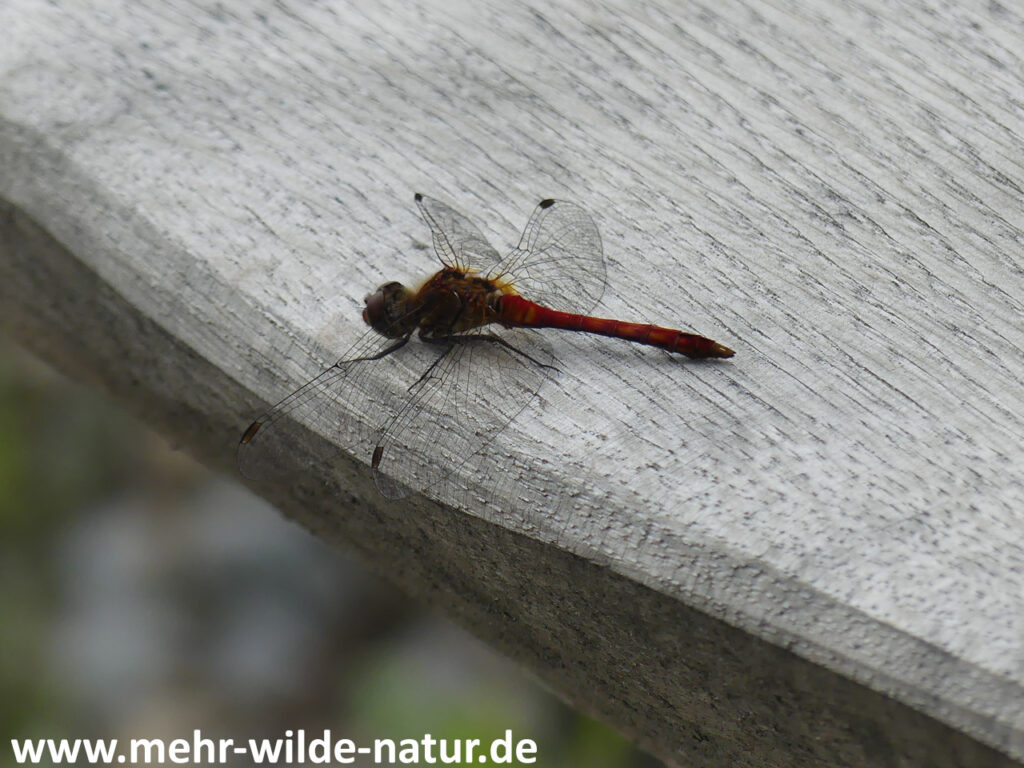 02.09.2023 Ortskern Köttendorf: die auf der Bank ruhende Libelle (vermutlich Blutrote Heidelibelle, Sympetrum sanguineum)