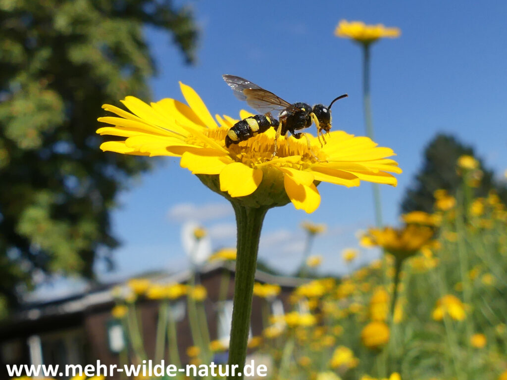14.09.2023 Ortskern Köttendorf: eine Knotenwespe (vermutlich Bienenjagende Knotenwespe, Cerceris rybyensis) auf einem Blütenkorb der Färberkamille