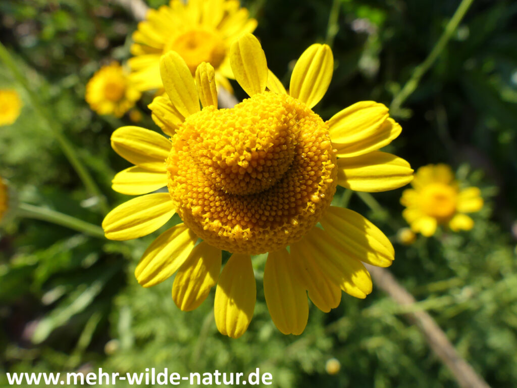 14.09.2023 Ortskern Köttendorf: ein Färberkamille-Smiley-Blütenkorb - eine lächelnde Färberkamille