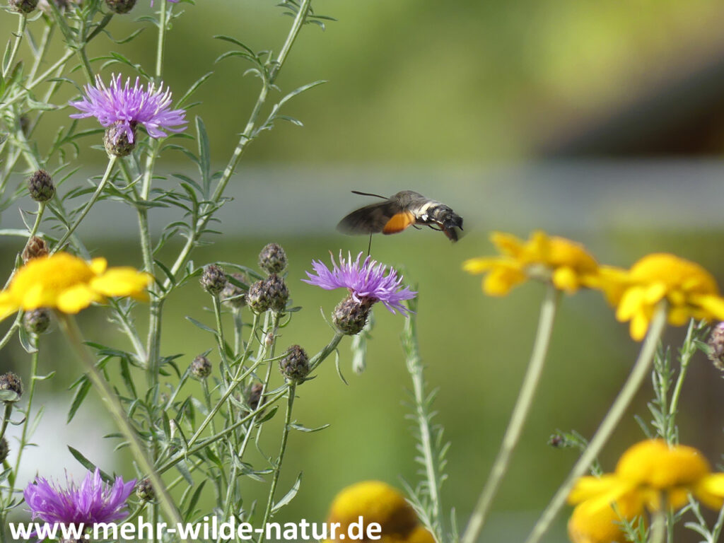 21.10.2023 Ortskern Köttendorf: ein Taubenschwänzchen tankt Nektar an einer Rispenflockenblume auf dem Blütenhügel